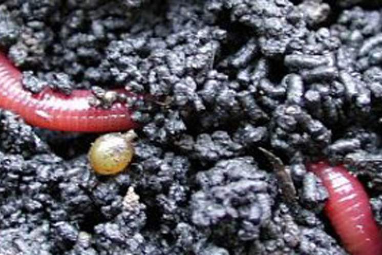 Lebendige Kompostwürmer